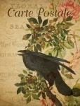 Crow French Floral Postcard