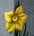 Daffodil Engraved On Stone