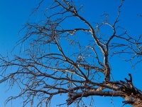 Dead Tree , Silhouette Tree Background