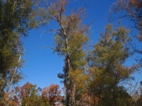 Eucalyptus Trees Against Blue Sky