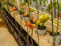Farm Tomatoes In The Greenhouse