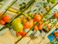 Farm Tomatoes In The Greenhouse