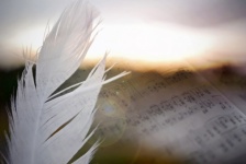 Feather Of Peace