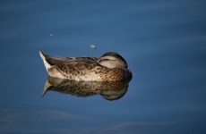 Female Mallard Duck Resting