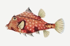 Fish Vintage Colorful Art