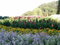 Flower Garden At Doi Inthanon Mountain