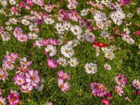 Flower Images Background
