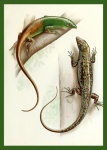 Gecko, Lizard Vintage Poster