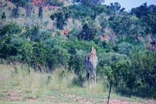 Giraffe From The Back