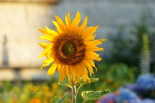 Large Sunflower Flower