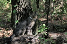 Gray Tabby Cat In The Woods