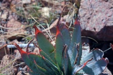 Green Aloe With Brown Edges