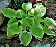 Green And White Hosta Plant