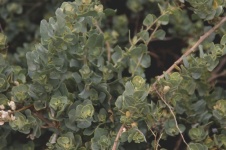 Green Hyssop Plant