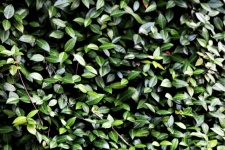 Green Ivy Full Frame Background