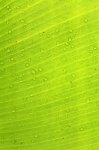 Green Leaf Banana