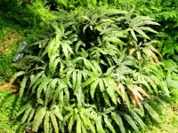Green Leaves Of Fern Plant