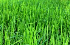 Green Rice Field