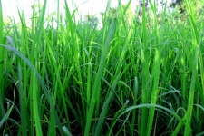 Green Rice Field