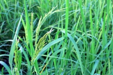 Green Rice Plant During Flowering