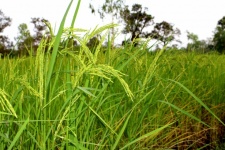 Green Rice Plant During Flowering