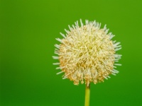 Green Seed White Popinac Flower