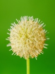 Green Seed White Popinac Flower