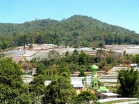 Greenhouse Plant, Doi Inthanon, Chiang