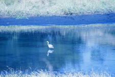 Grey Heron Standing In Shallows