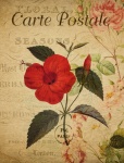Hibiscus Flower Vintage Postcard