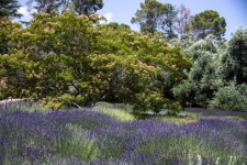 English Lavender Fields