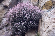 Cliff Flowers