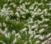 Grass And Weeds