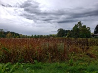 Autumn Farm Field