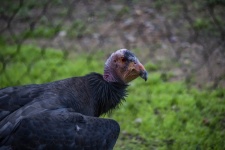 Vulture At The Zoo