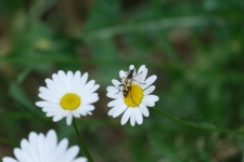 Insect On A Daisy