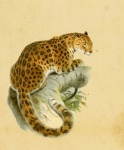 Leopard Vintage Print