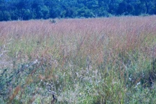 Long Wild Grass In Grassland