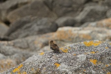 Sparrow On A Rock