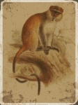 Monkey Vintage Print
