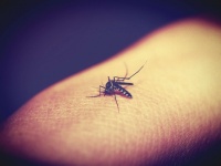 Mosquito Sucking Blood