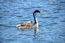 Mother And Baby Grebe Bird