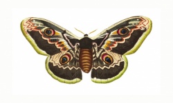 Moth Butterfly Vintage
