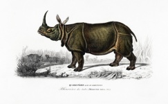 Rhinoceros Wild Animal Africa Vintage