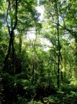 Nature Rain Forest Doi Inthanon National