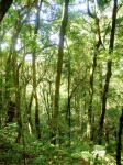 Nature Rain Forest Doi Inthanon National
