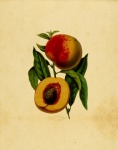 Nectarines Vintage Art