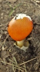 Orange Amanita Mushroom Close-up