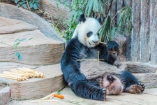 Panda In ChiangMai Zoo, Thailand