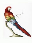 Parrot Cockatoo Macaw Vintage